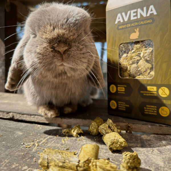 Conejo avena (600 × 600 px)